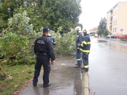 spadnutý strom