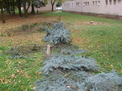 Rezanie a ošetrovanie stromov