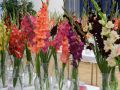 Medzinárodná výstava gladiol, dálii, orchideí a bonsajov