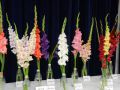 MEDZINÁRODNÁ VÝSTAVA GLADIOL, DÁLIÍ A ORCHIDEÍ